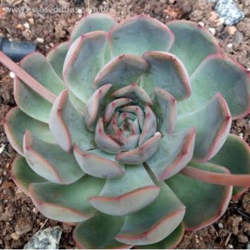 Echeveria Hércules – Foto da Muda Suculenta Hibrida Cuidados