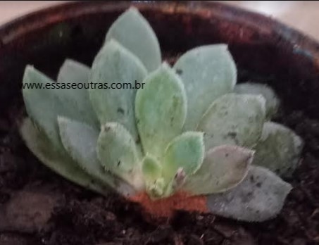 echeveria-humberto-villcom-podridão-de-caule-