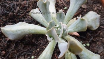Echeveria Nichi com Carúnculas – Foto da Muda e Cuidados