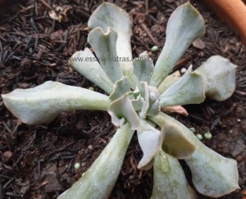 Echeveria Nichi com Carúnculas – Foto da Muda e Cuidados