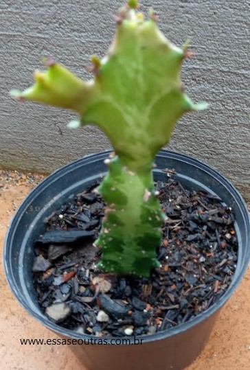 muda-do-cacto-candelabro-