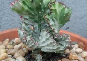 Euphorbia Láctea Cristata ou Cacto Candelabro – Muda e Cuidados