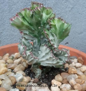 euphorbia-láctea-cristata-variegata-