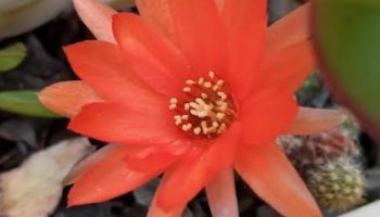 Cacto Amendoim – Flor do Echinopsis Chamaecerus e Cultivo