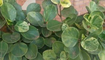 Peperômia Obtusifolia Variegata – Foto da Muda, Onde Plantar e Cuidar