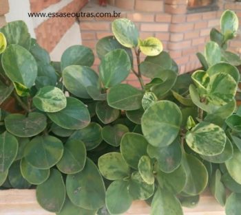 Peperômia Obtusifolia Variegata – Foto da Muda, Onde Plantar e Cuidar