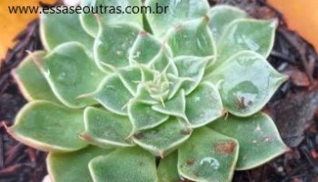 Tasitus Bellus ou Graptopetalum Bellum – Foto da Muda, Floração
