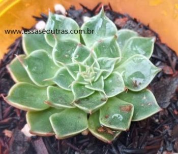 Tasitus Bellus ou Graptopetalum Bellum – Foto da Muda, Floração