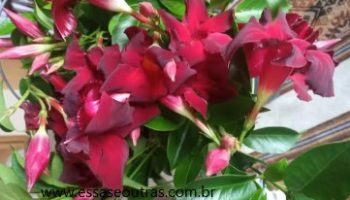 Mandevilla ou Dipladênia Vinho – Trepadeira, Planta Ornamental 