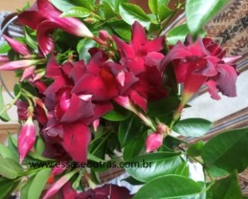 Mandevilla ou Dipladênia Vinho – Trepadeira, Planta Ornamental 