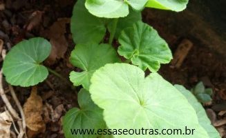Muda de Gerânio – Como Cuidar e Fazer Florescer