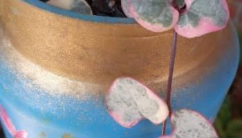 Corações Emaranhados Variegata Foto da Muda Ceropegia Woodii