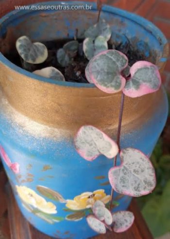 Corações Emaranhados Variegata Foto da Muda Ceropegia Woodii
