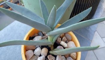Crassula Perfoliata Falcata – Foto da Muda Cuidados e Floração