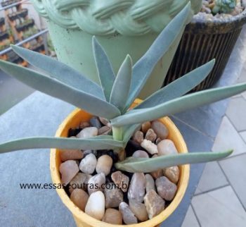 Crassula Perfoliata Falcata – Foto da Muda Cuidados e Floração