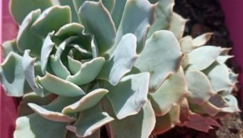 Echeveria Angel – Foto da Muda, Como Cuidar e Floração