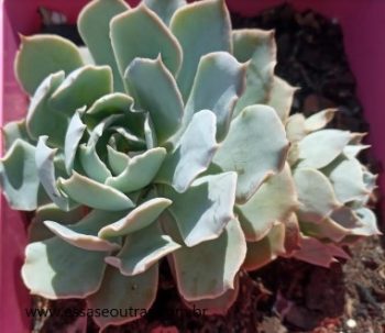 Echeveria Angel – Foto da Muda, Como Cuidar e Floração