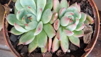 Echeveria Chihuahuensis – Foto da Muda e Como Cuidar da Suculenta