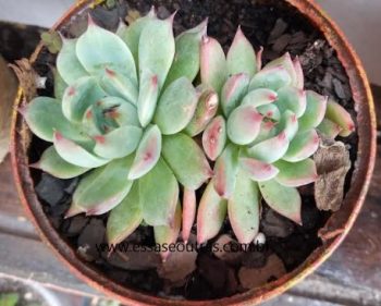Echeveria Chihuahuensis – Foto da Muda e Como Cuidar da Suculenta