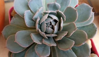Echeveria Blue Heron – Foto da Muda, Cuidados ao Plantar