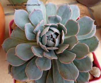 Echeveria Blue Heron – Foto da Muda, Cuidados ao Plantar