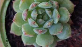 Echeveria Dorette – Foto da Muda, Como Cuidar e Rega