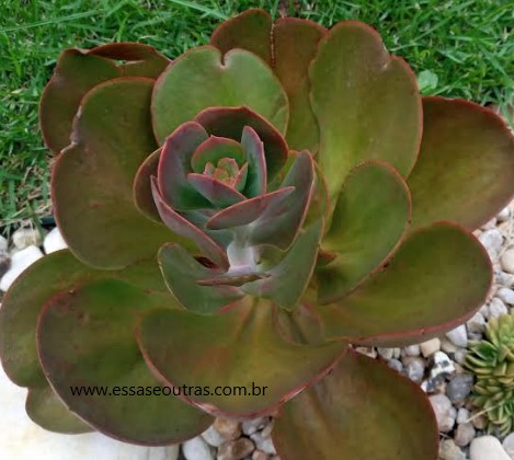 foto-da-gibbiflora-com-haste-de-broto