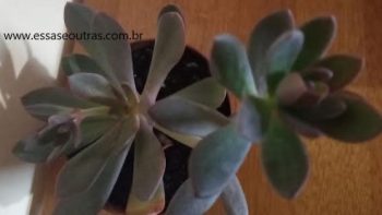 Echeveria Hanaikada com Haste Floral – Foto da Muda e Cuidados
