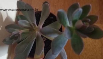 Echeveria Hanaikada com Haste Floral – Foto da Muda e Cuidados