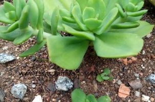 Echeveria Lawrence – Foto da Muda – Suculenta Hibrida