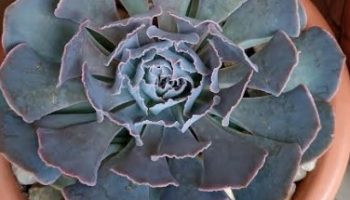 Echeveria Neon Breakers Muda de Suculenta Hibrida da Shaviana