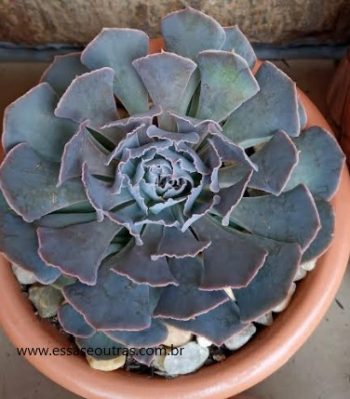 Echeveria Neon Breakers Muda de Suculenta Hibrida da Shaviana