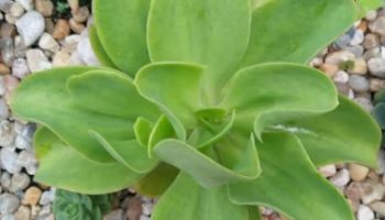 Muda da Echeveria Pallida – Foto, Decapitar Suculenta e Cuidar