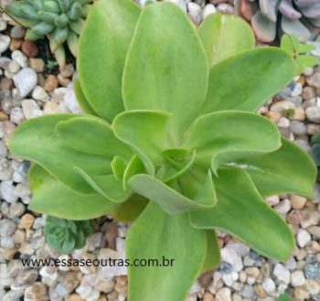 Muda da Echeveria Pallida – Foto, Decapitar Suculenta e Cuidar