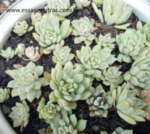 echeveria-prolifica-com-praga-e-fungos-