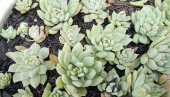 Echeveria Prolifica com Praga – Foto da muda e Cuidados com Doenças
