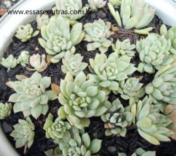 Echeveria Prolifica com Praga – Foto da muda e Cuidados com Doenças