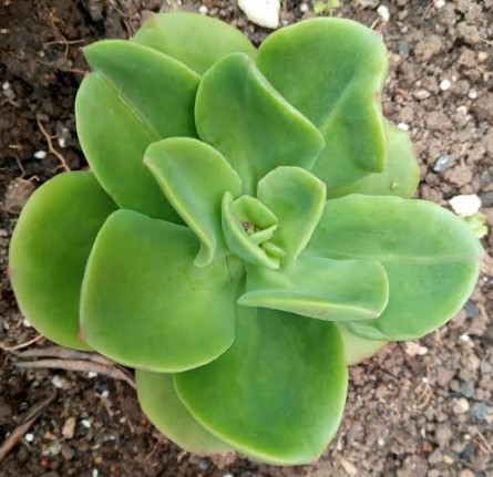 echeveria-lawrence-foto-da-muda
