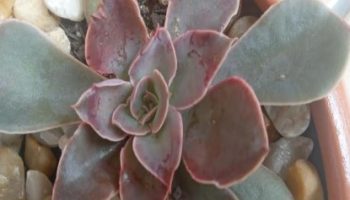 Echeveria Racemosa – Foto da Muda, Como Rega a Suculenta