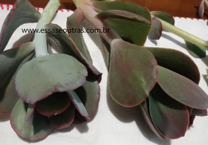 como-fazer-muda-por-haste-floral-broto-