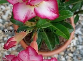 Flor da Rosa do Deserto – Foto da Floração e Cuidados na Planta