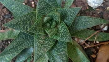 Gasteria Flow – Suculenta que Parece Aloe, Foto da Muda