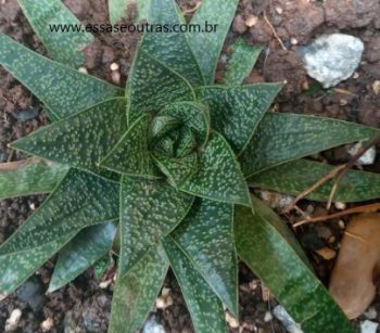 Gasteria Flow – Suculenta que Parece Aloe, Foto da Muda