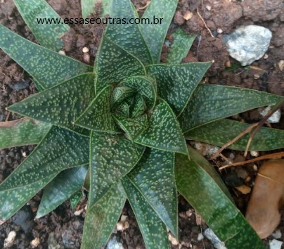 muda-da-gasteria-flow-suculenta-de-sombra-