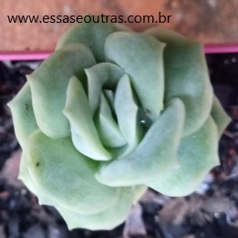 graptoveria-lovely-rose-como-decapitar-