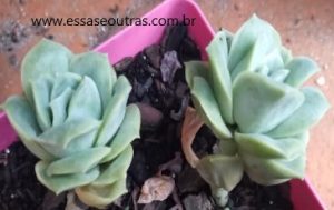 mudas-da-graptoveria-lovely-rose-