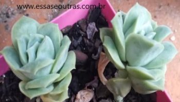 Perdi Minha Lovely Rose ao Decapitar – Porque Apodreceu o Caule?
