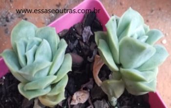 Perdi Minha Lovely Rose ao Decapitar – Porque Apodreceu o Caule?