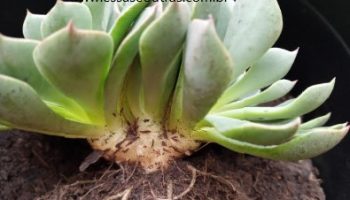 Suculenta Cristata com Três Cabeças – Foto da Muda e Cuidados