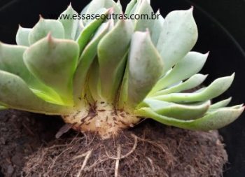 Suculenta Cristata com Três Cabeças – Foto da Muda e Cuidados